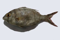 Silver Emperor - Whole