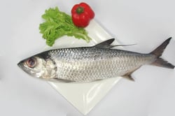 Silver Mullet / Maalan / Kadal Kanni - Whole