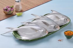 Silver Pomfret / Avoli / Zubaidi (60g to 90g) - Whole