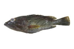 Striped Grouper / Reef Cod / Kalava - Whole (As is without cleaning and cutting)