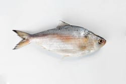 Thorny Herring / Thodi  - Whole