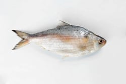 Thorny Herring / Thodi - Whole (480g to 580g)