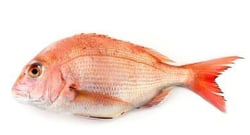 Red Sea Bream / Koffer  -  Curry Cut (may include head pieces)