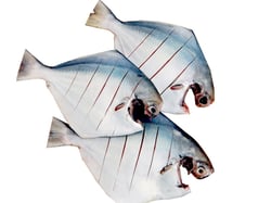 Premium  Silver Pomfret/ Avoli 1 Piece  (Size 600-700g) - Whole Cleaned, Gutted