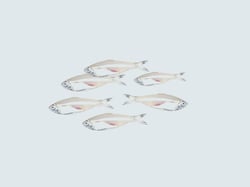 White Sardine / Veloori / Silver Fish / White Fish - Whole cleaned