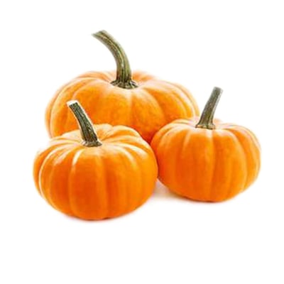 Pumpkin Red Small (IN)