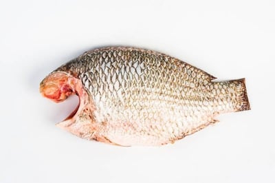 False Tilapia / Jalebi Fish (Large) - Whole Cleaned