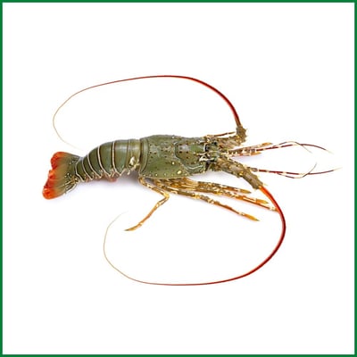 Freshly Frozen Rock Lobster (300g Pc)
