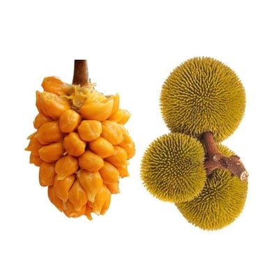 Wild Jack Fruit