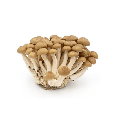 Mushroom Brown Shimeji - Pack of 150g