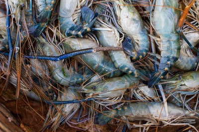 Lobster Scampi / الكوفية / Attukonchu / Jinga / Golda Chingdi (Large)