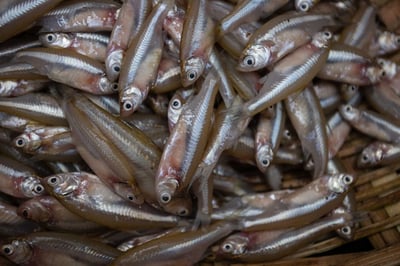 Mourala Maach / Mola Carplet Fish / মৌরলা  (Kolkata/Malancha) (Uncleaned, as is )