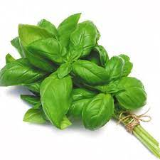 Italian Basil