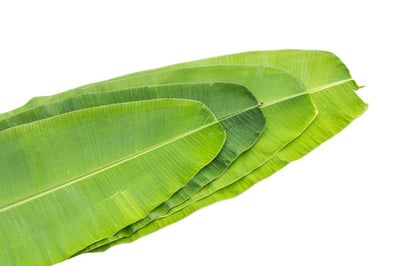 Banana Leaf - 5 unit