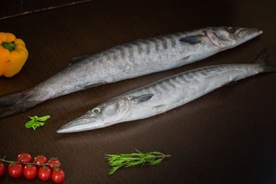 Barracuda / Cheelavu / Thinda (Small)