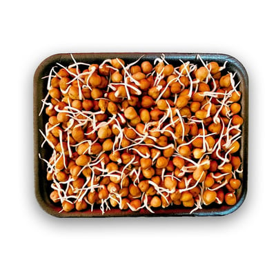 Black Chana Sprout (AE) -Pack of 200g