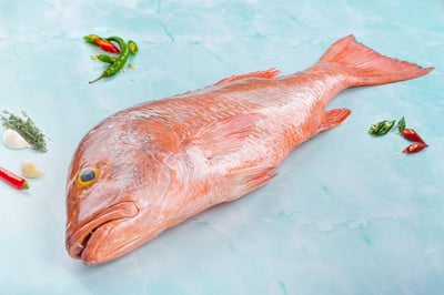 Red Snapper / Chempalli / Hamra (Large) - Whole