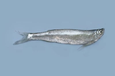 Chela fish