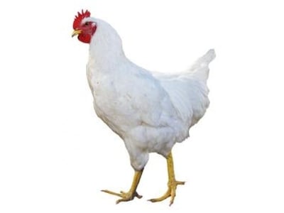 Classic Tender & Antibiotic-residue-free Chicken (size 1kg)