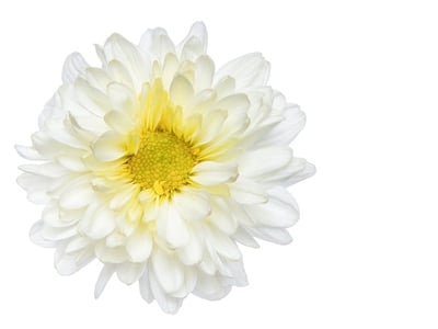 Chrysanthemum Flowers-White (Pack of 200g)
