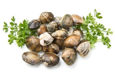Clam Whole with Shell / محار بالصدفة (Kindly refer to the product description below)