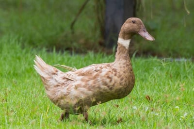 Country Duck Dressed with Tasty Skin
