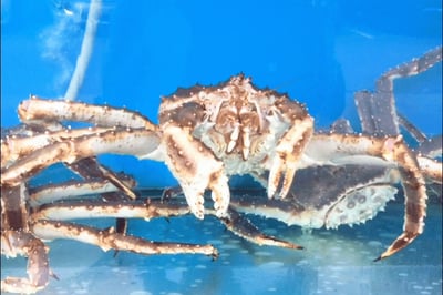 **Pre Order** Live King Crab (2.2kg to 2.6kg Size)