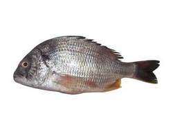 Solid Bream  - Whole Cleaned
