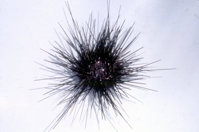 Black Sea Urchin - 1 Piece