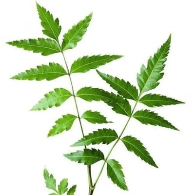 Neem Leaves - Pack of 50g
