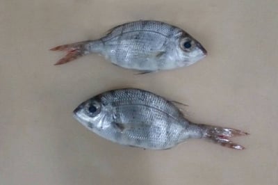 False Silver Biddy / سمك بدح الهندي / Keshakkan Pranjil