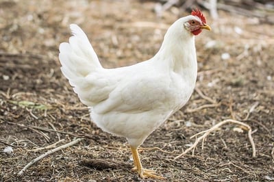 Premium Tender and Antibiotic-residue-free Chicken (Skinless)