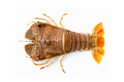 Flathead Lobster