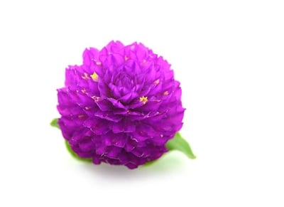 Globe Amaranth Flowers/ Vada Malli -(Pack of 200g)