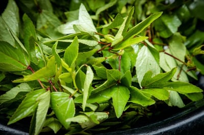 Leafy Gongura