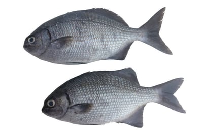 Gray Snapper (Large)