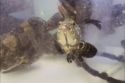 **Pre Order** Live Hamour (1.5kg to 2kg Size)