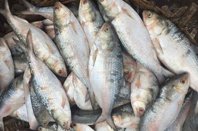 Hilsa / Ilish - (Whole Fish Size 1.8kg-1.9kg) (Cleaned, Bengali Round cut) 1pc