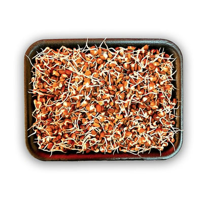 Horse Gram Sprout (AE) -Pack of 200g
