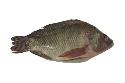 False Tilapia / Jalebi Fish - Whole