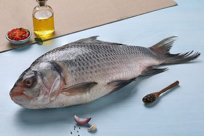 Catla (2kg to 3.5kg) / بلطي هندي - سمك كاتلا - كبير الحجم