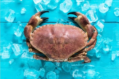 King Crab (1 Unit) / سرطان الملك الأحمر - سلطعون الملك الأحمر