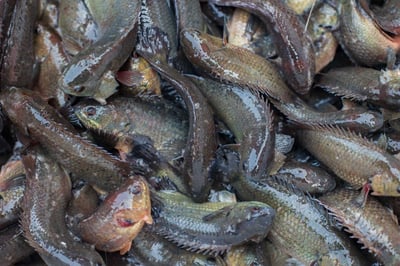 Climbing Perch / Koi / Karoop  - Whole (480g to 500g Pack)