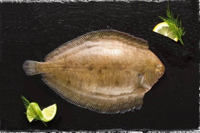 Lemon Sole / سمك موسى الليموني