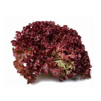Organic Lettuce Lolla Rossa - Pack of 250g 