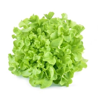 Lettuce Oak Leaf -1 Unit