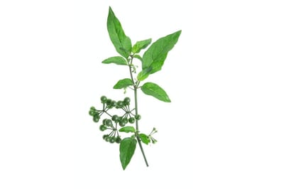 Leafy Manathakkali