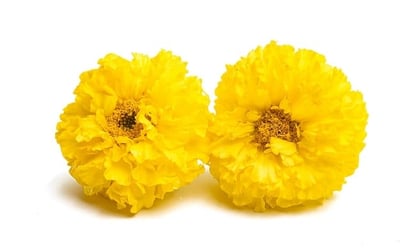 Marigold Flowers -Yellow (200gm)