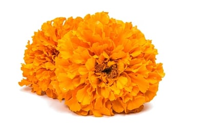 Marigold Flowers-Orange (200gm)