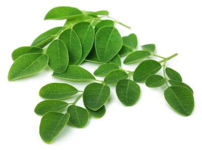 Moringa Leaf (IN) - 1 Bunch